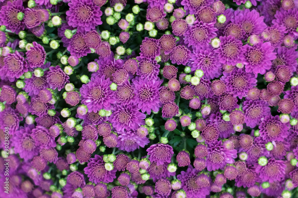 Background of beautiful vibrant purple chrysanthemum flowers.