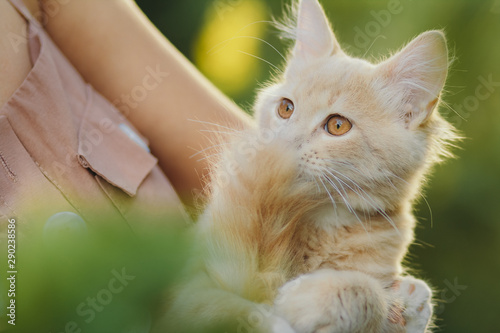 cute playful kitten in the arms of a girl, a ginger cat takes caress from female hands, a woman and a cat walking in the summer garden