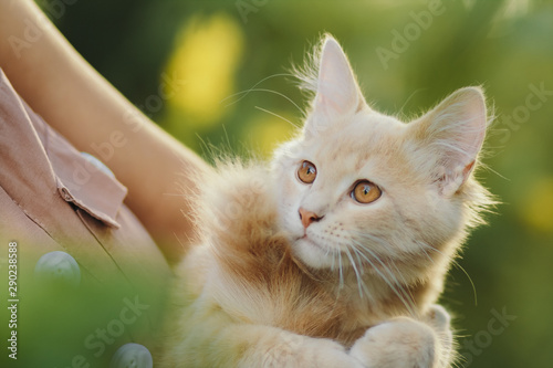 cute playful kitten in the arms of a girl, a ginger cat takes caress from female hands, a woman and a cat walking in the summer garden