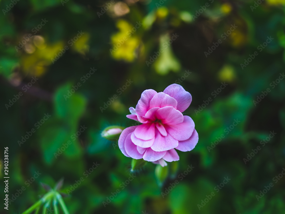 Fototapeta premium a new small Rosa flower bloom in the garden