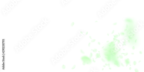 Green flower petals falling down. Rare romantic fl