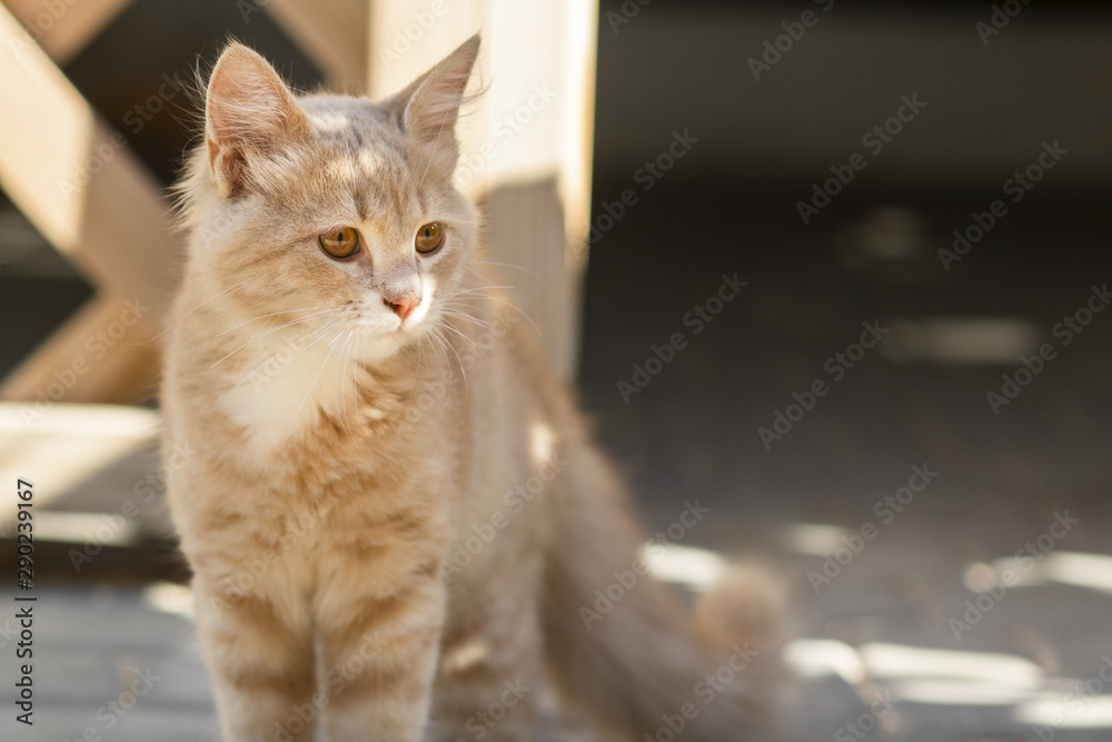 cute ginger kitten sits near wooden arbor in the yard, cat walking outdoors, lovely pets cute ginger kitten sits near wooden arbor in the yard, cat walking outdoors, lovely pets