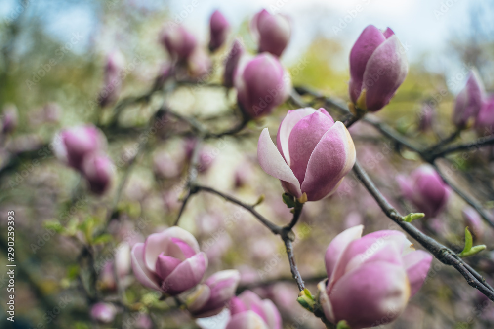 Fototapeta premium Flowers of pink magnolia. Magnolia tree blossom