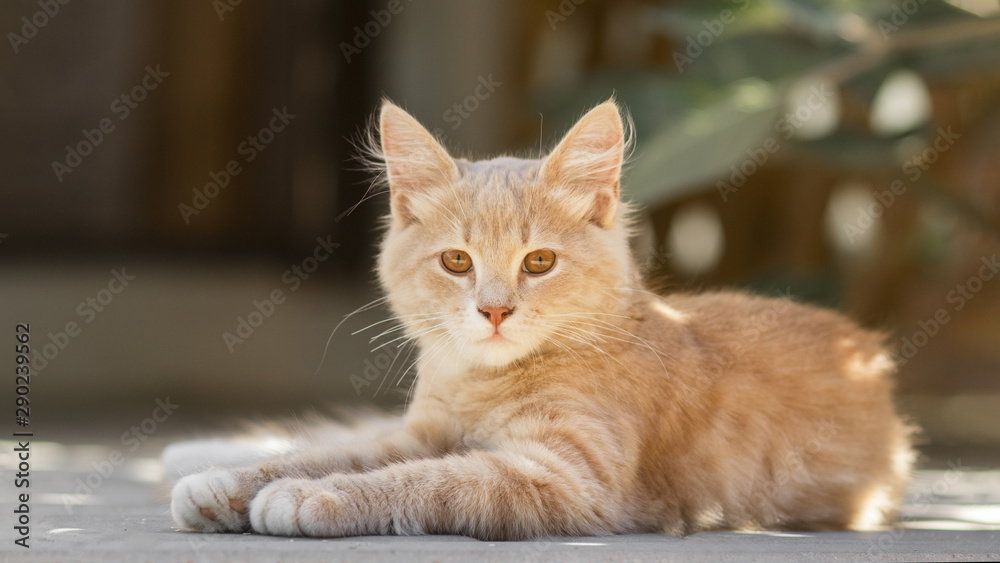 portrait of cute ginger kitten lying in the yard, cat walking outdoors, lovely pets on nature portrait of cute ginger kitten lying in the yard, cat walking outdoors, lovely pets on nature