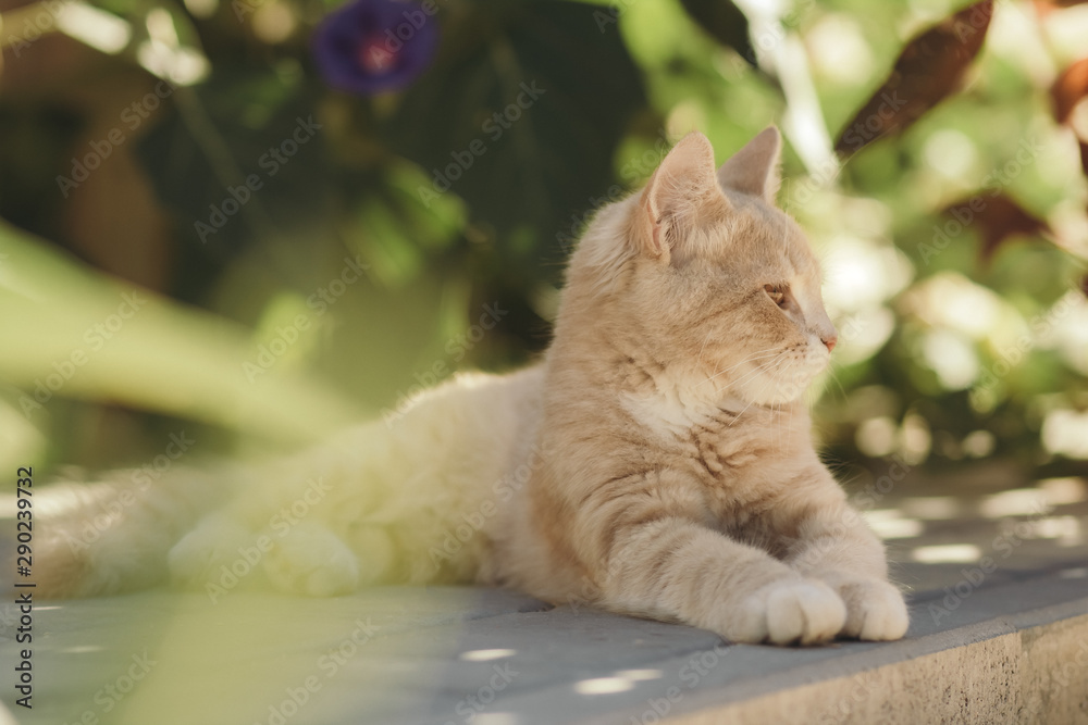portrait of cute ginger kitten lying in the yard, cat walking outdoors, lovely pets on nature
