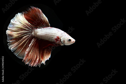 Betta fish from Thailand in isolated with black back ground