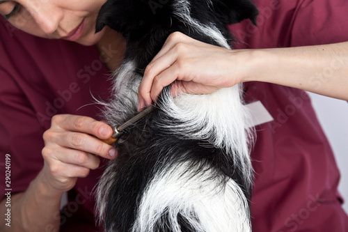 Dog groomer is combing dogs wool