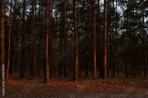 Fototapeta Naklejka Na Ścianę i Meble -  Beautiful trunks of pine trees in the rays of the setting sun on the seashore