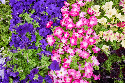 Colorful petunias in a flowerbed