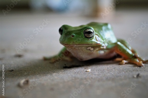 Close-up from a green frog