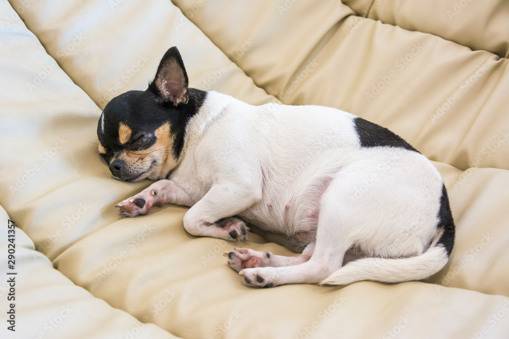 Cute chihuahua dog sleeping on the soft chair. Vintage style