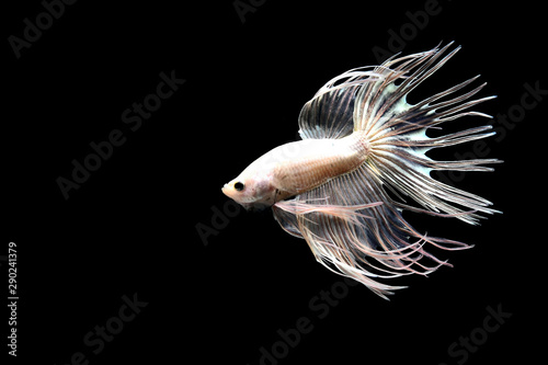 Betta fish from Thailand in isolated with black back ground © Bobbyphotos