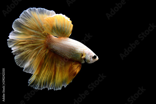 Betta fish from Thailand in isolated with black background.