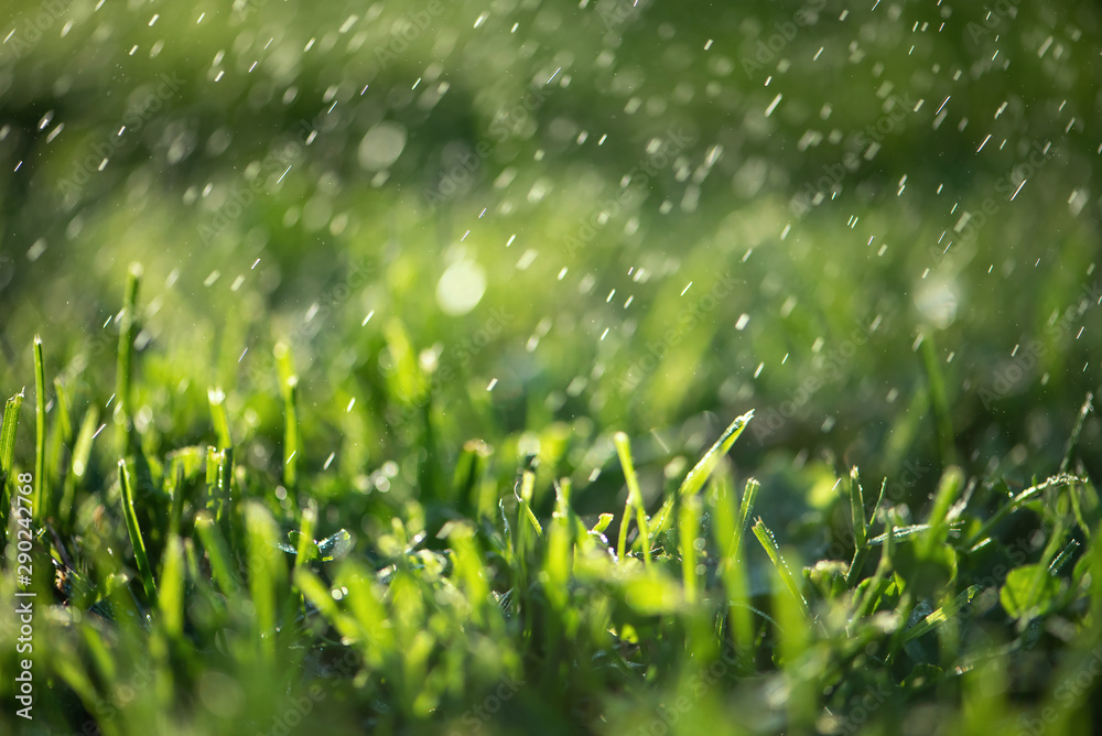 Close up of fresh thick grass with water drops in the early morning