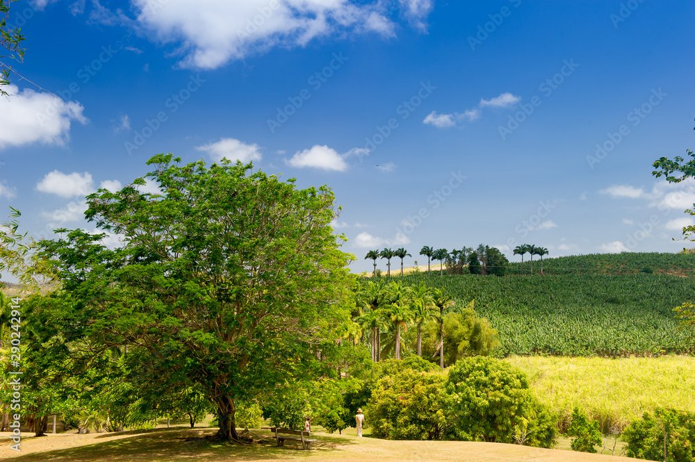 Panoramic view of a banana plantation.