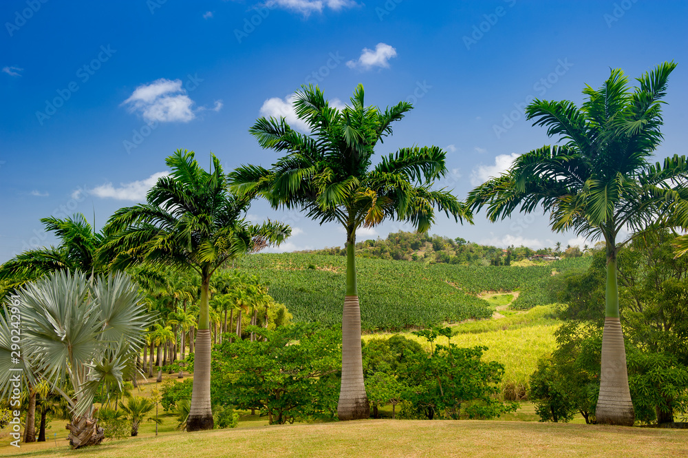 Panoramic view of a banana plantation.