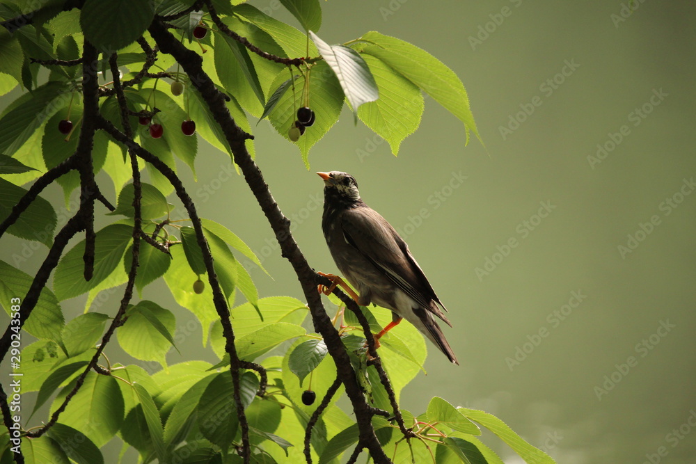 A la chasse aux baies