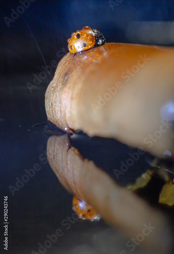 Fototapeta Naklejka Na Ścianę i Meble -  red insect from the order Coleoptera ladybug closeup macro photo