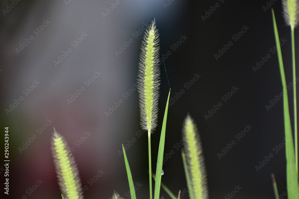 Ear of Wheat Blades of Grass Ear of Wheat Blades of Grass
