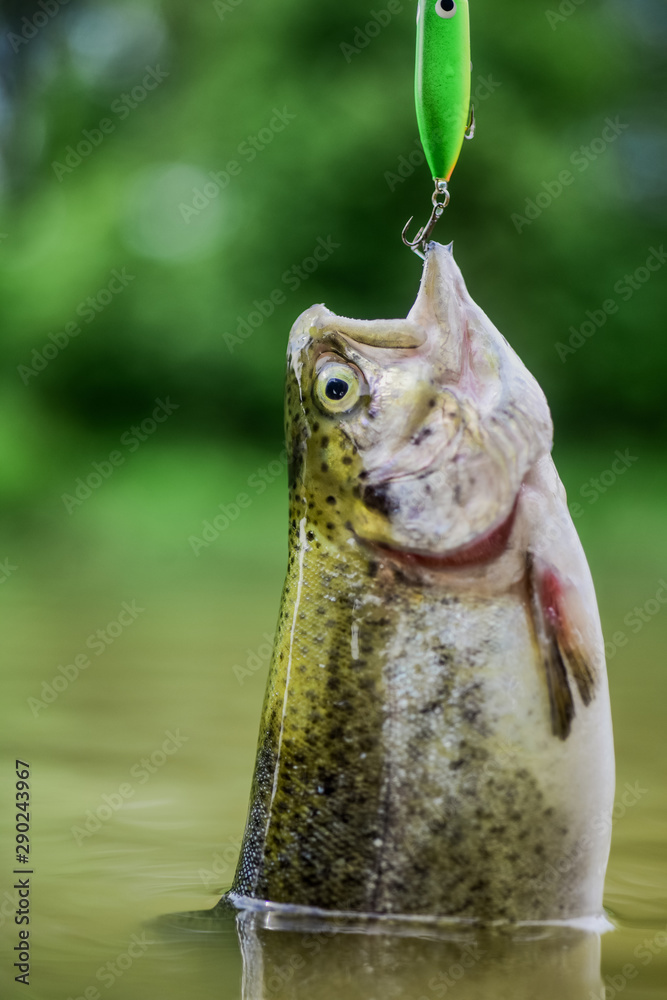 It is a big fish. trout bait. catch fish. fall into trap. fly fishing  trout. recreation