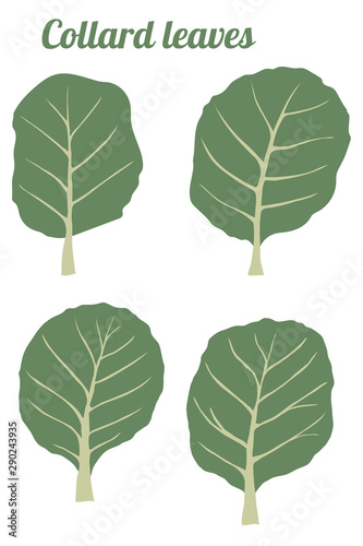 Collard greens leaves set healthy vegetarian food vector illustration