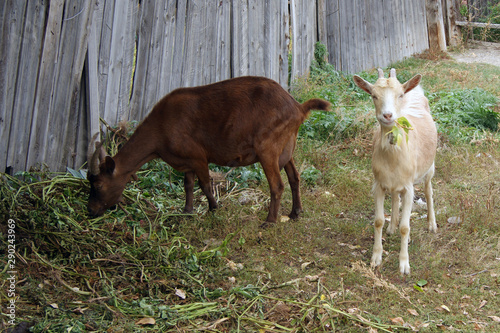 Two animals nanny goat eat herb on street photo