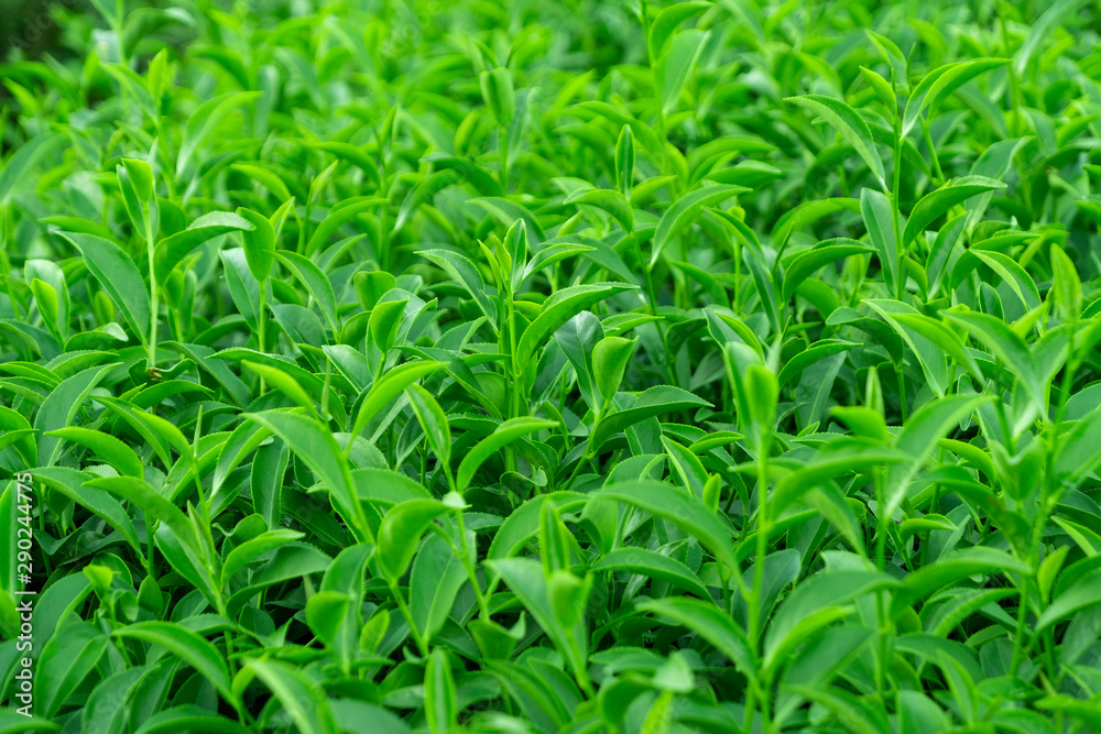 Top of fresh raw green tea leaf in plantation farm Top of fresh raw green tea leaf in plantation farm