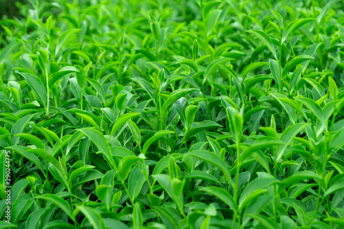 Top of fresh raw green tea leaf in plantation farm