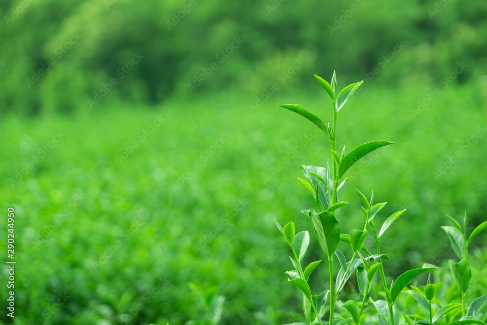 Top of fresh raw green tea leaf in plantation farm