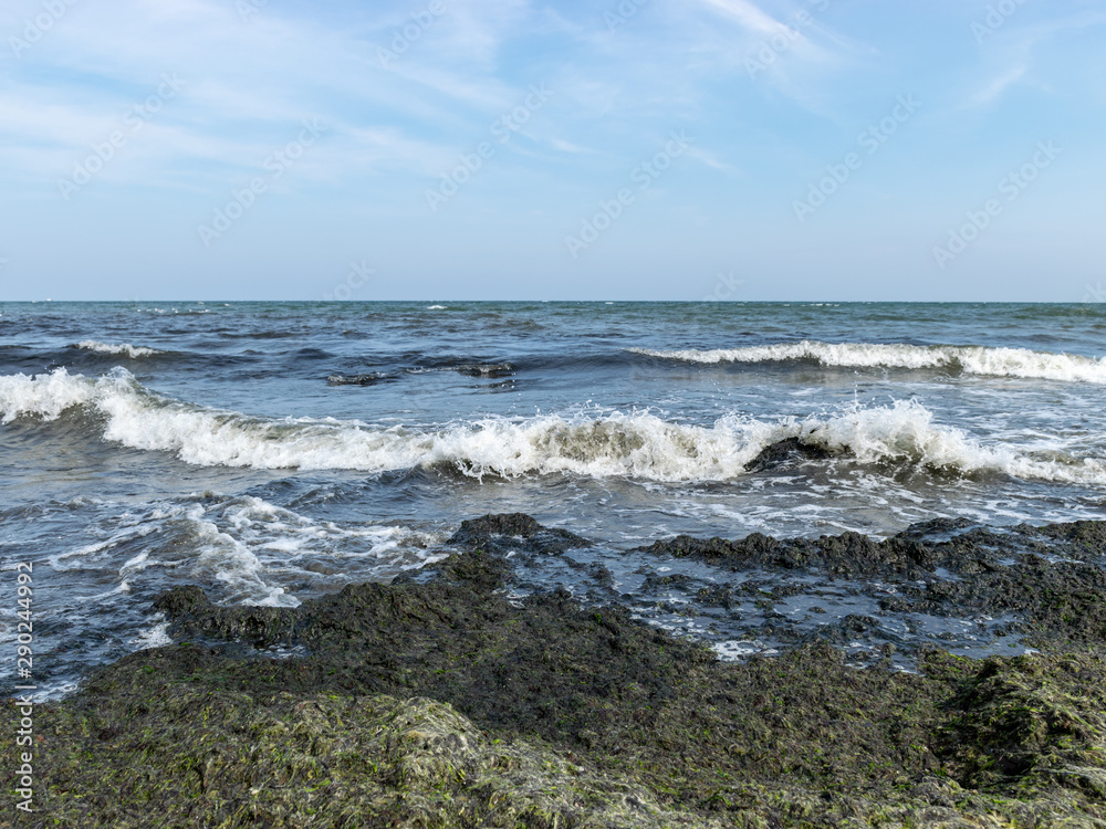Seaweeds in the water on the coast and algae in the water on the coast of the Baltic Sea Seaweeds in the water on the coast and algae in the water on the coast of the Baltic Sea