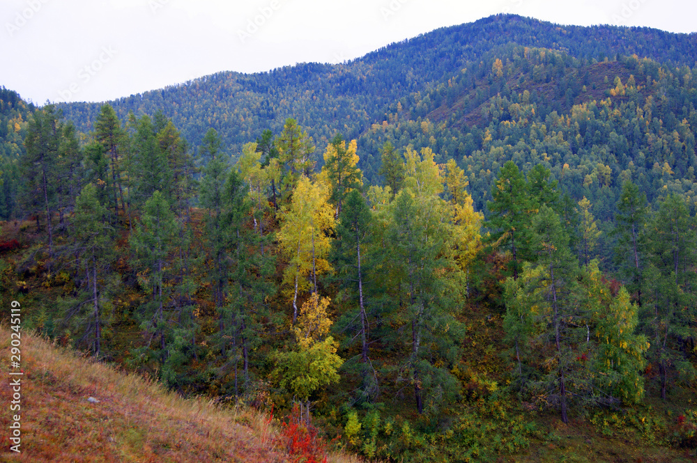 Bright and colorful landscape of the mountains and wood autumn daytime