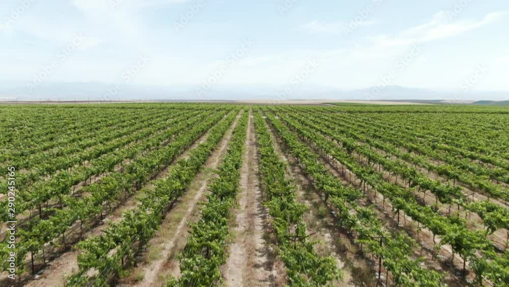 Rising forward moving aerial over a vast vineyard during a bright and sunny afternoon in California, USA. Some hills and mountains can be seen on the horizon. Rising forward moving aerial over a vast vineyard during a bright and sunny afternoon in California, USA. Some hills and mountains can be seen on the horizon.