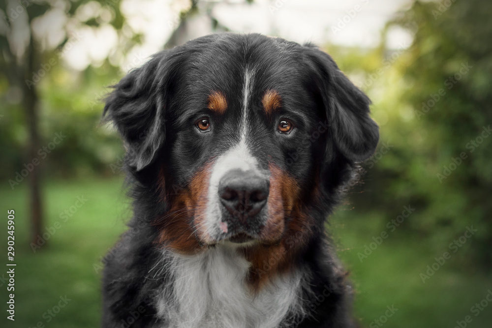 Portrait von wunderschönem Berner Sennenhund vor natürlicher Kulisse