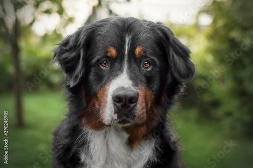 Portrait von wunderschönem Berner Sennenhund vor natürlicher Kulisse © Nadine