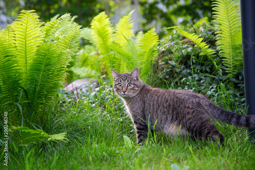   Gray tabby cat is on the grass.Horizontally. photo