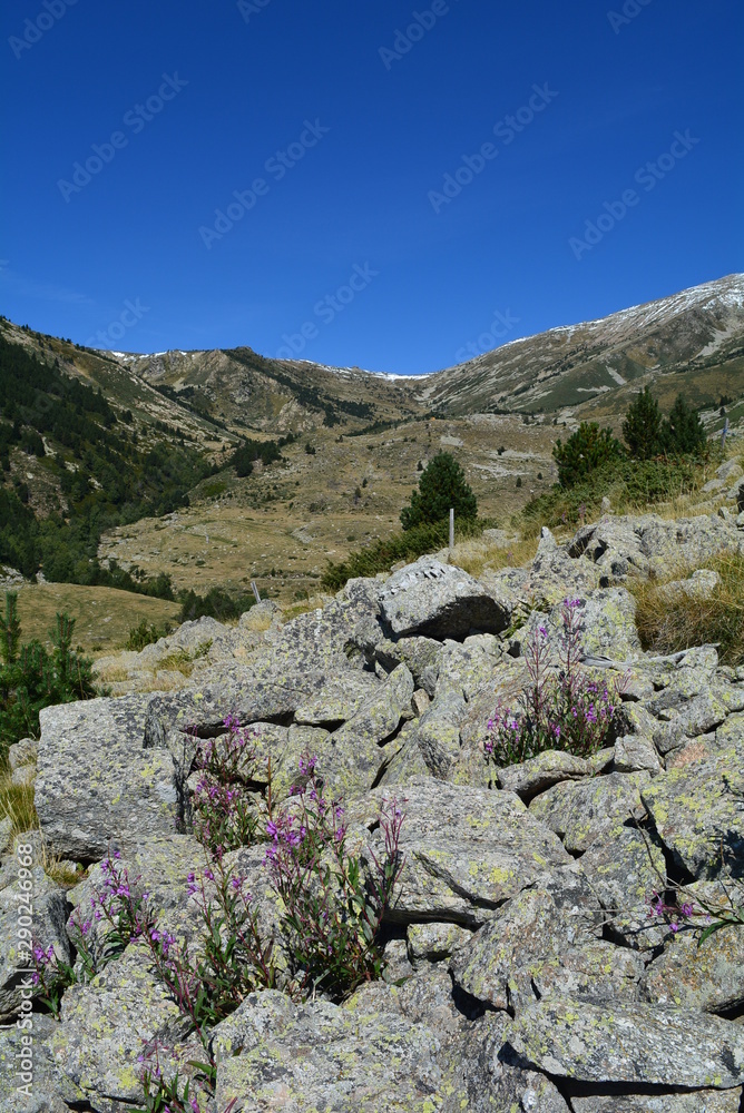 Fleurs roses des montagnes des Pyrénées dans les rochers - Epilobium