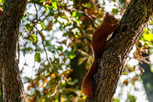 Red squirrel or Eurasian red squirrel (Sciurus vulgaris) on a tree © olyasolodenko