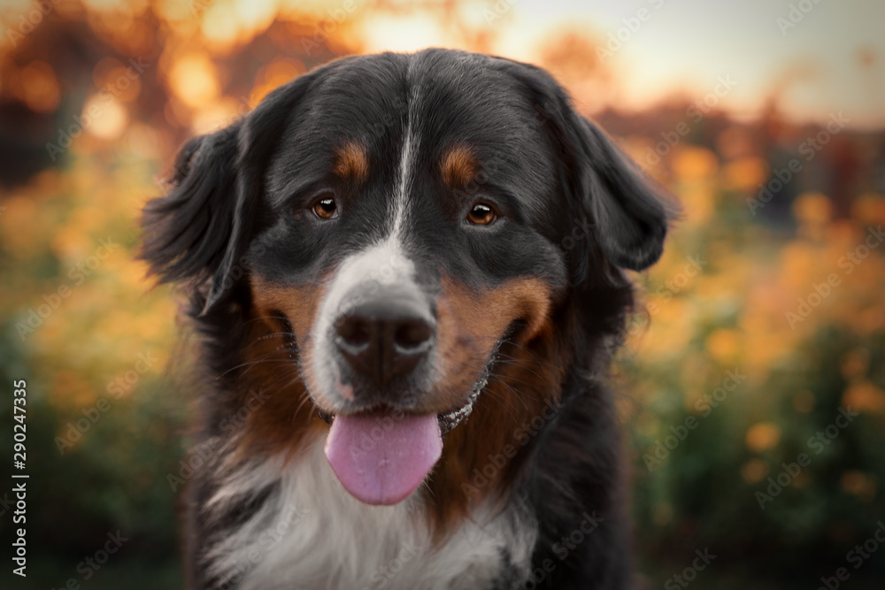 Portrait von Berner Sennenhund im Sonnenuntergang Portrait von Berner Sennenhund im Sonnenuntergang