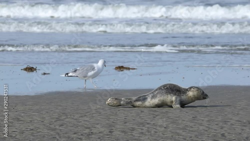 Young harbor seal crawling along North Sea beach, Rømø island, Denmark