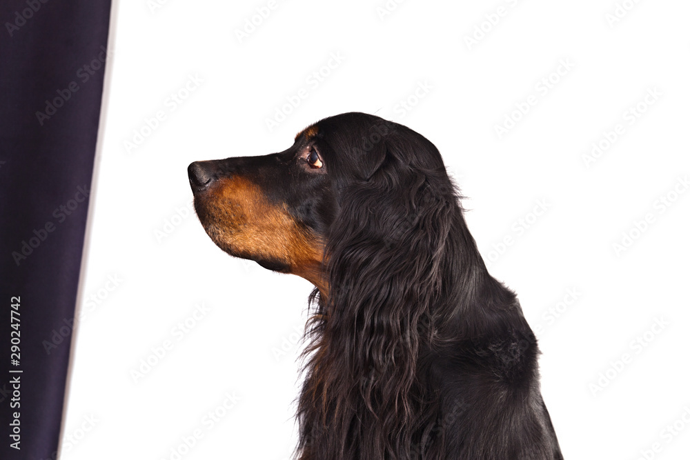 Dog breed Setter Gordon portrait in profile on white and black background Dog breed Setter Gordon portrait in profile on white and black background