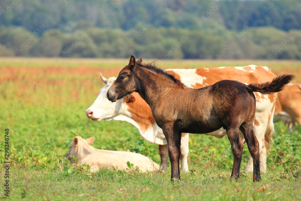 Fototapeta premium Farm animals on green meadow