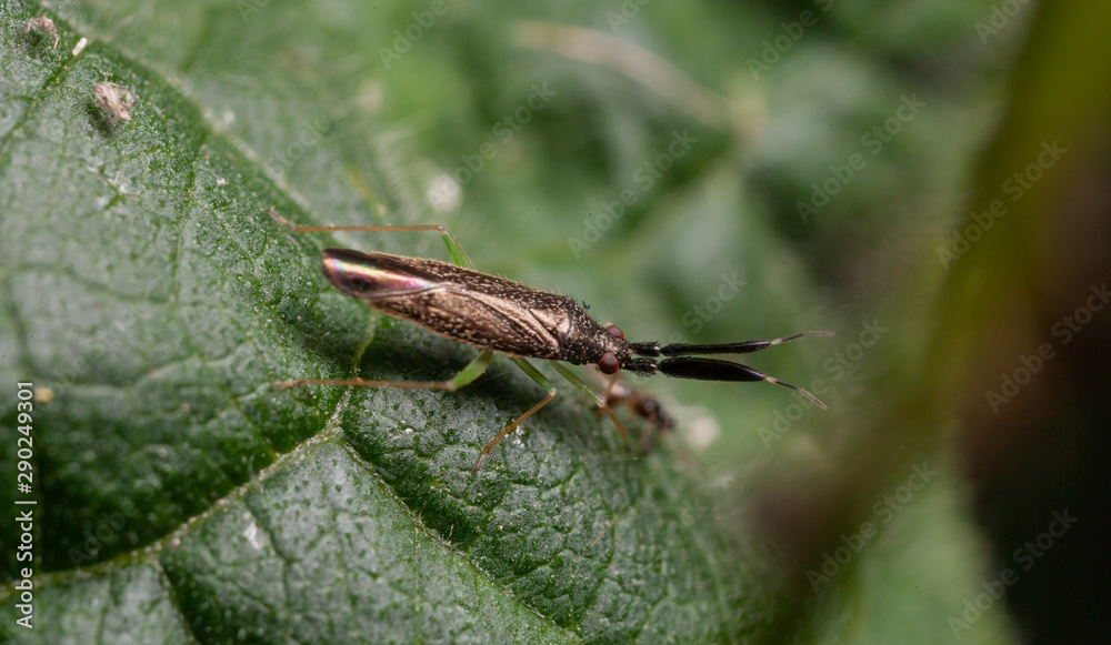 Heterotoma planicornis mirid bug Heterotoma planicornis mirid bug