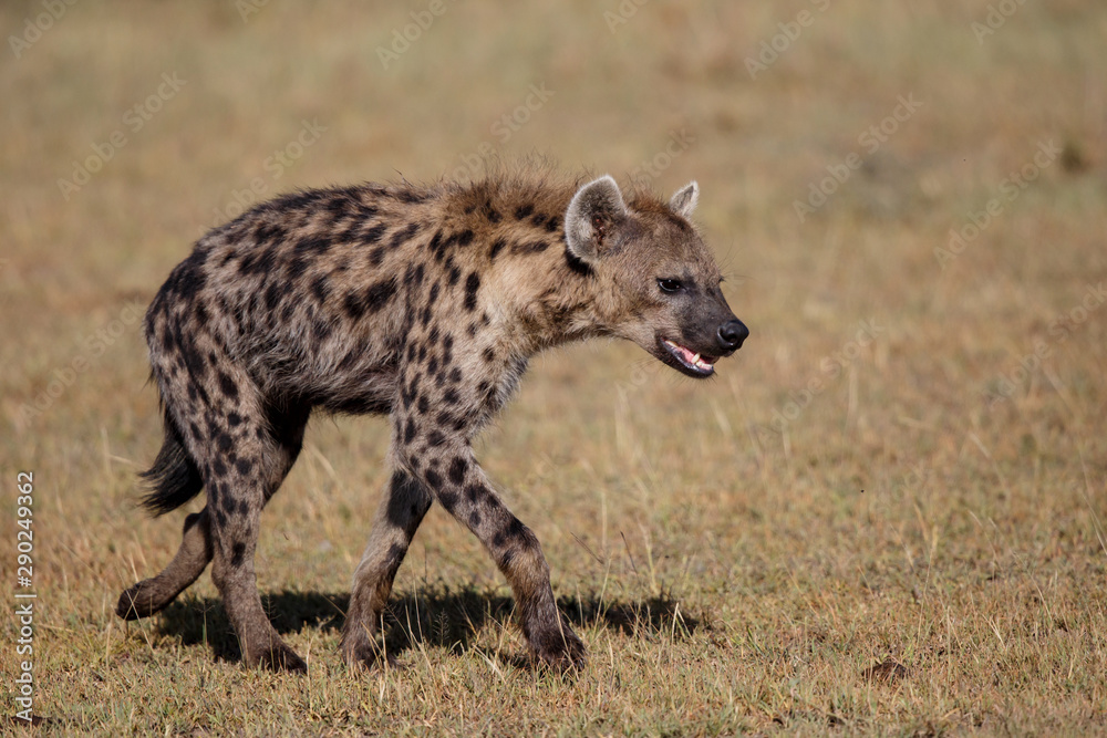 hyenas on a mission to take over a carcass from the lions in the Masai Mara Game Reserve in Kenya hyenas on a mission to take over a carcass from the lions in the Masai Mara Game Reserve in Kenya