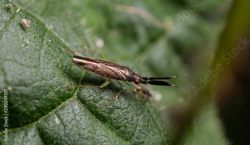 Heterotoma planicornis mirid bug photo