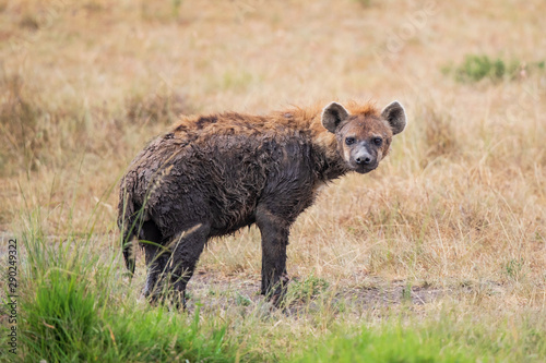 Hyena after a mud barth in the Masi Mara National Park in Kenya photo