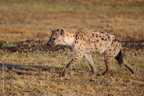 hyenas on a mission to take over a carcass from the lions in the Masai Mara Game Reserve in Kenya