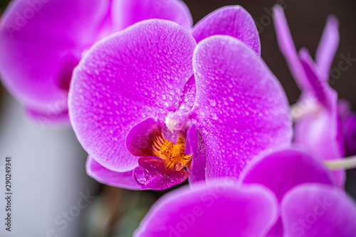 Orchid flower with drops closeup