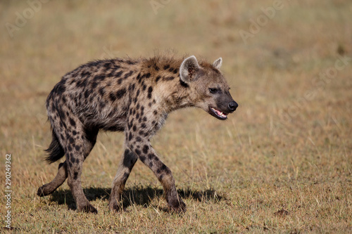 hyenas on a mission to take over a carcass from the lions in the Masai Mara Game Reserve in Kenya