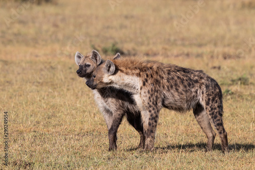 hyena affection in the Masai Mara Game Reserve in Kenya © henk bogaard