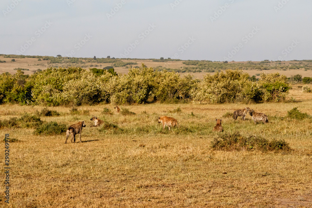 Naklejka premium hyenas on a mission to take over a carcass from the lions in the Masai Mara Game Reserve in Kenya